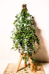 Hoya lacunosa